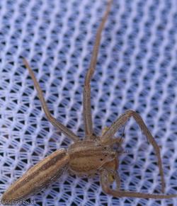 image for Oblong Running Spider