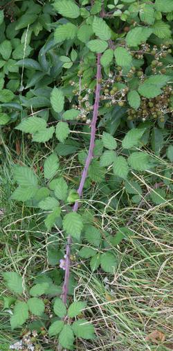 image for Lindley's x Elm-leaved Bramble