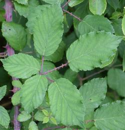 Lindley's x Elm-leaved Bramble