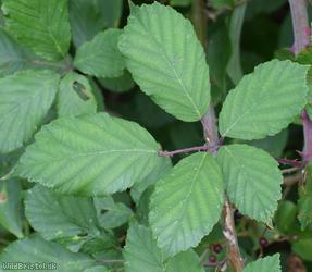 Lindley's x Elm-leaved Bramble
