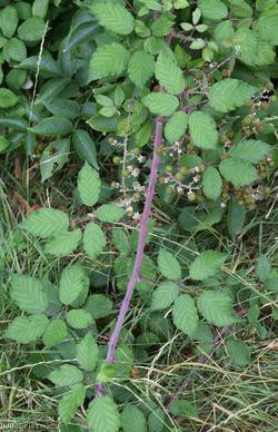 Lindley's x Elm-leaved Bramble