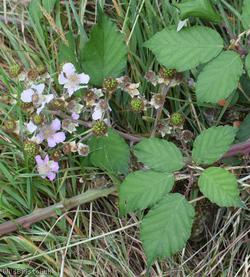 Lindley's x Elm-leaved Bramble