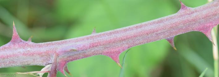 Lindley's x Elm-leaved Bramble