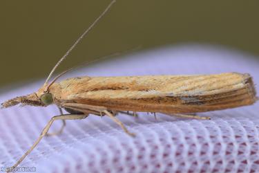 image for Common Grass-veneer