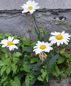 Shasta Daisy