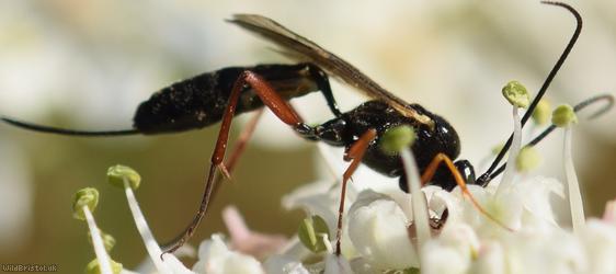 image for Diadegma Unidentified 2