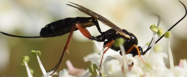 Diadegma Unidentified 2