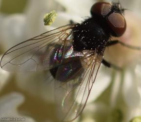 image for Yellow-clubbed Phasia