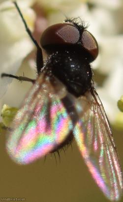 Yellow-clubbed Phasia