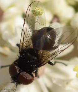 Yellow-clubbed Phasia