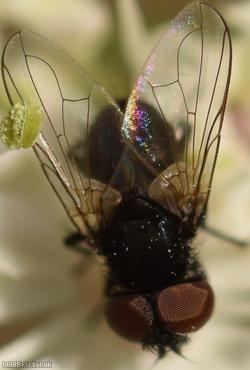 Yellow-clubbed Phasia