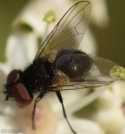 Yellow-clubbed Phasia