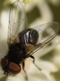Yellow-clubbed Phasia