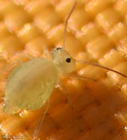 image for Clover Springtail