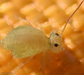 Clover Springtail