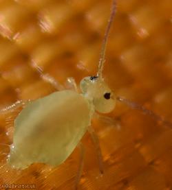 Clover Springtail