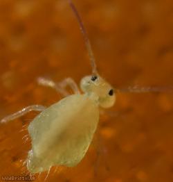 Clover Springtail
