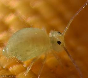 Clover Springtail