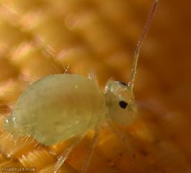 Clover Springtail
