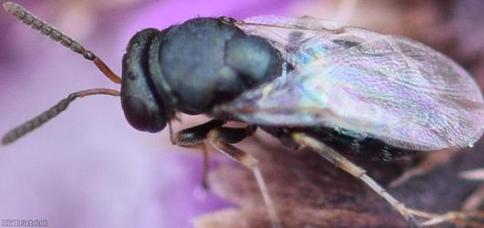 Pteromalus Unidentified 2