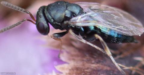 Pteromalus Unidentified 2