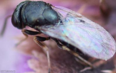 Pteromalus Unidentified 2