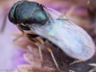 Pteromalus Unidentified 2