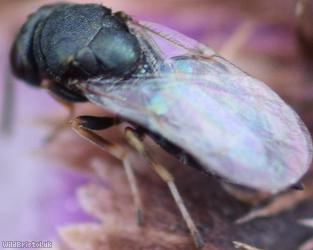 Pteromalus Unidentified 2