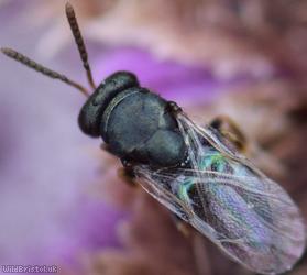 Pteromalus Unidentified 2