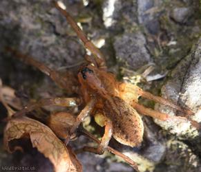 image for Rustic Wolf-spider
