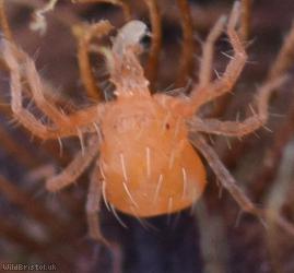 Mite Unidentified 7