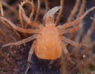 Mite Unidentified 7