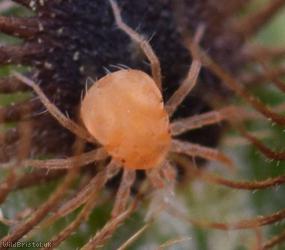 Mite Unidentified 7