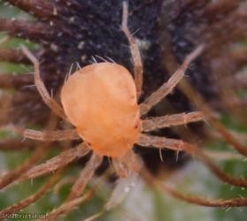 Mite Unidentified 7