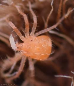 Mite Unidentified 7