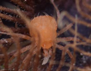 Mite Unidentified 7