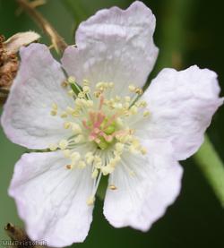 Wellington Hill Dewberry