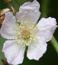 Wellington Hill Dewberry