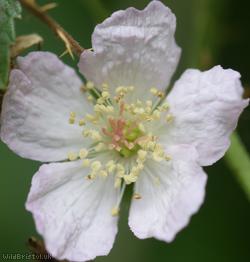 Wellington Hill Dewberry