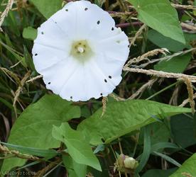 Large Bindweed
