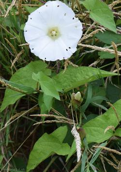 Large Bindweed
