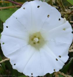 Large Bindweed