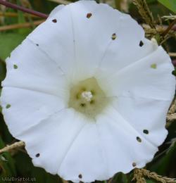 Large Bindweed