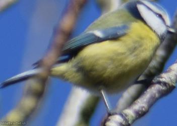 Blue Tit