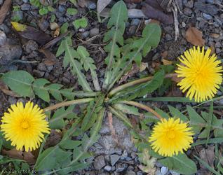 Dirty-leaved Dandelion