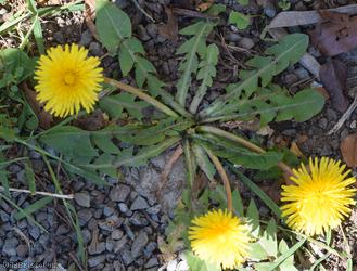 Dirty-leaved Dandelion