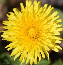 Dirty-leaved Dandelion