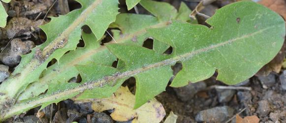 Dirty-leaved Dandelion