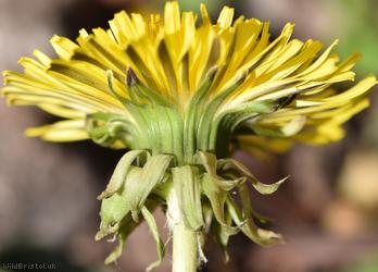 Dirty-leaved Dandelion