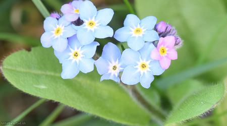 Wood Forget-me-not